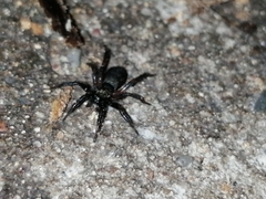 Callilepis nocturna