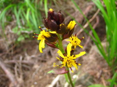 Ligularia fischeri