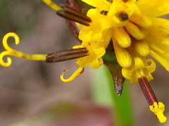 Ligularia fischeri