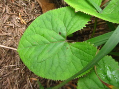 Ligularia fischeri