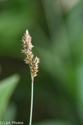 Lesser panicled sedge (Carex diandra)