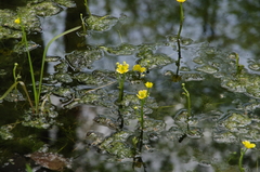 Yellow Water Crowfoot (Ranunculus flabellaris)
