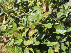 Quercus deserticola