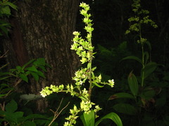 Veratrum oxysepalum