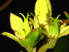 Veratrum oxysepalum