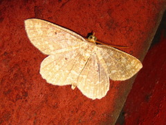 Synegia hadassa