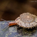 Plectotropis - Photo (c) 57Andrew, some rights reserved (CC BY-NC-ND), uploaded by 57Andrew