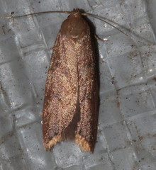 Tachystola acroxantha