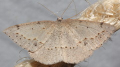 Taxeotis perlinearia