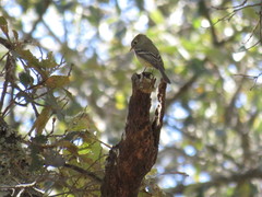 Empidonax affinis