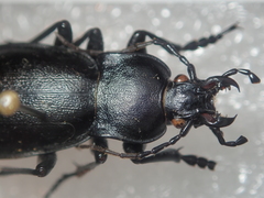 Carabus germarii