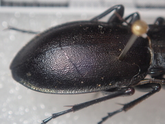 Carabus germarii