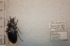 Carabus germarii