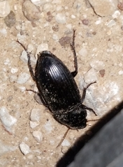 Harpalus katiae