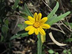 Aldama angustifolia