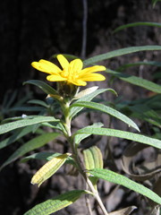 Aldama angustifolia