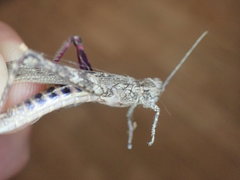 Coryphistes interioris