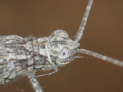 Coryphistes interioris