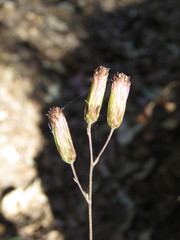 Brickellia jaliscensis