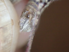 Coryphistes interioris