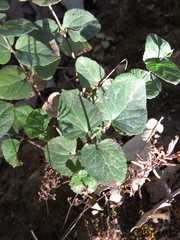 Brickellia jaliscensis