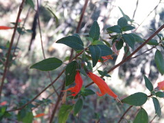 Clinopodium macrostemum