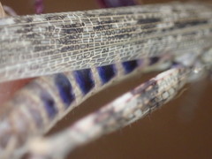 Coryphistes interioris