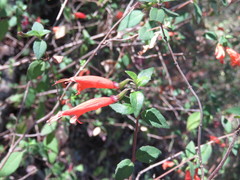 Clinopodium macrostemum