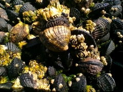 Siphonaria lessonii