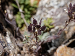 Draba magellanica
