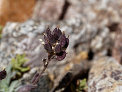 Draba magellanica