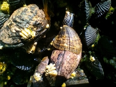Siphonaria lessonii