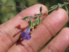 Salvia ramamoorthyana