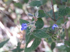 Salvia ramamoorthyana