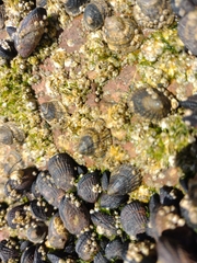 Siphonaria lessonii