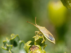 Althos