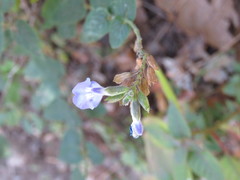Salvia ramamoorthyana
