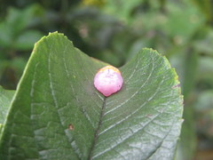 Mimocalla gigantea