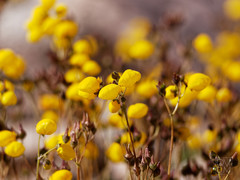 Calceolaria filicaulis luxurians