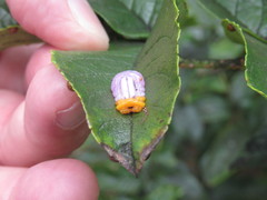 Mimocalla gigantea