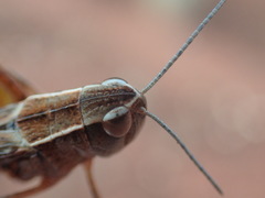 Azelota ochracea