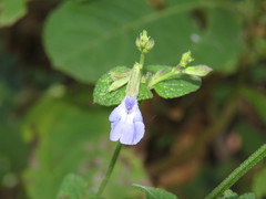 Salvia chapalensis