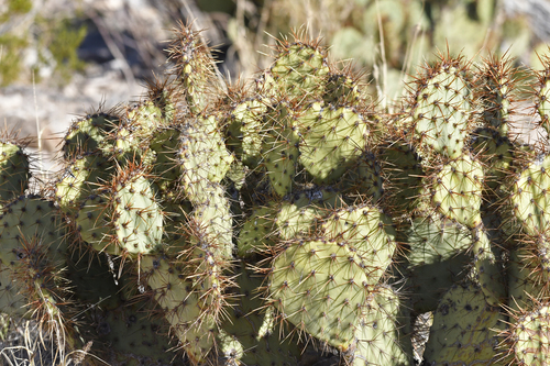 Image of Opuntia spinosibacca by (c) Tom Kennedy, some rights reserved (CC BY)