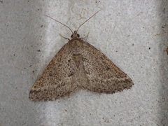 Aglossophanes adoxima