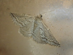 Aglossophanes adoxima