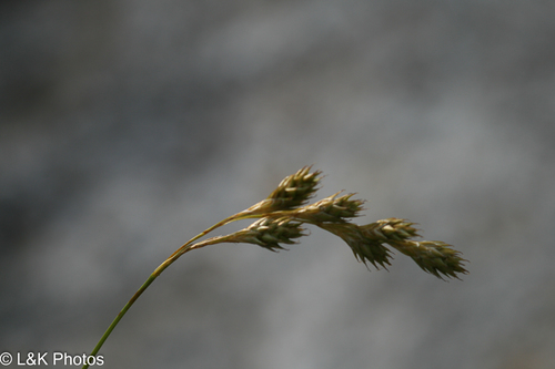 Carex foenea (Carex foenea)