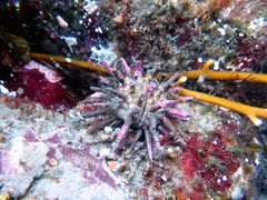 Goniocidaris impressa