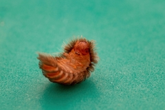 Thylodrias contractus