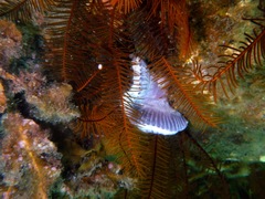 Sycozoa