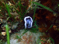 Sycozoa